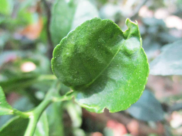 Foglie Fogliame Natura Verde — Foto Stock