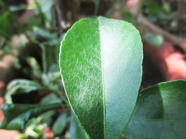 Foglie Fogliame Natura Verde — Foto Stock