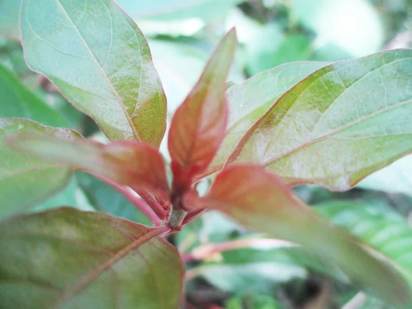 Loof Bladeren Groene Natuur — Stockfoto