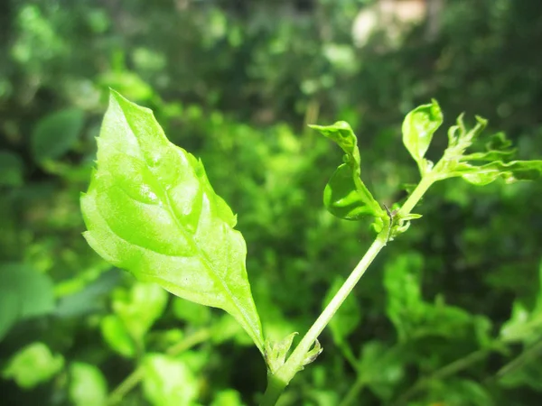 Blad Bladverk Och Grön Natur — Stockfoto