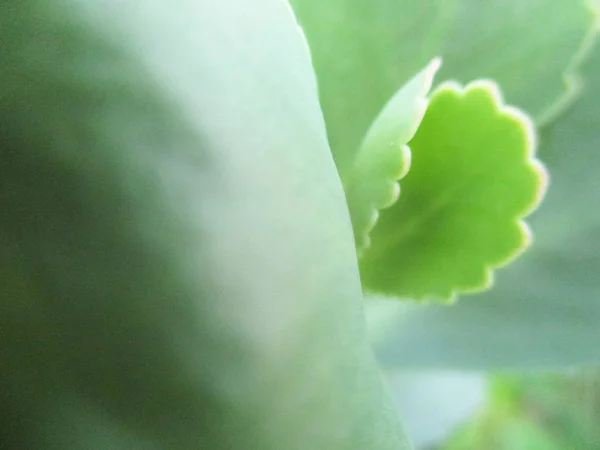 Loof Bladeren Groene Natuur — Stockfoto