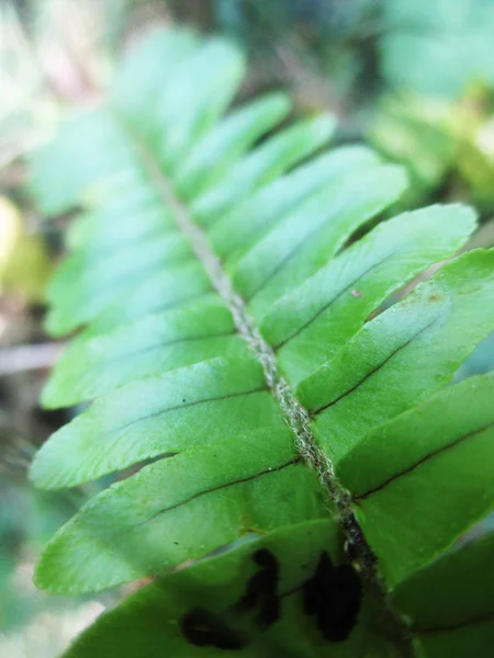 Hojas Follaje Naturaleza Verde —  Fotos de Stock