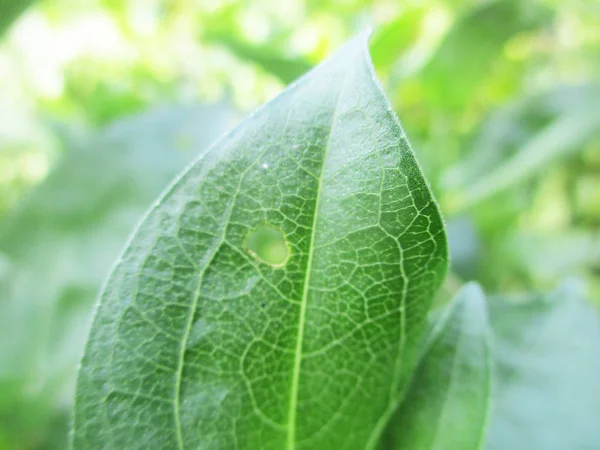 Blad Bladverk Och Grön Natur — Stockfoto