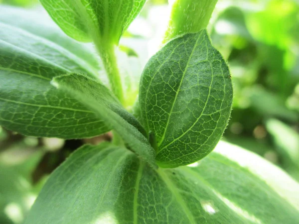 Hojas Follaje Naturaleza Verde —  Fotos de Stock