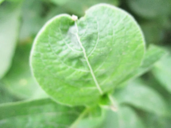 Blätter Laub Und Grüne Natur — Stockfoto