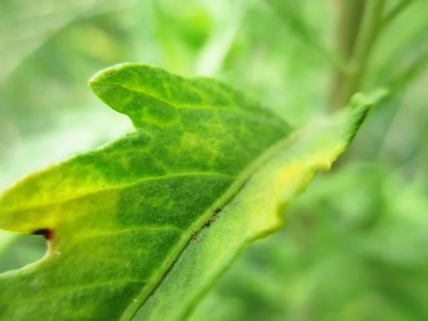 Folhas Folhagem Natureza Verde — Fotografia de Stock