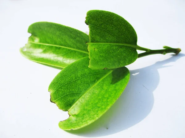 Hojas Follaje Naturaleza Verde —  Fotos de Stock