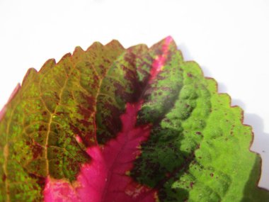 Yaprak, yeşillik ve yeşil doğa  