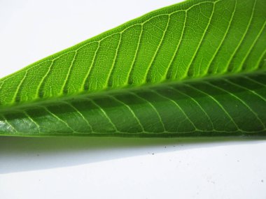 Yaprak, yeşillik ve yeşil doğa  