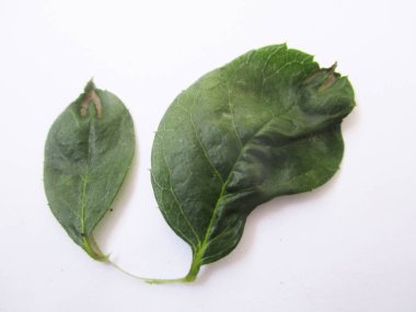 Yaprak, yeşillik ve yeşil doğa  