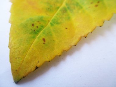 Yaprak, yeşillik ve yeşil doğa  