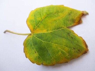 Yaprak, yeşillik ve yeşil doğa  