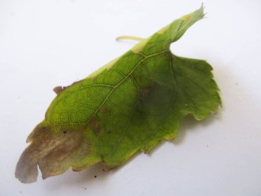 Yaprak, yeşillik ve yeşil doğa  