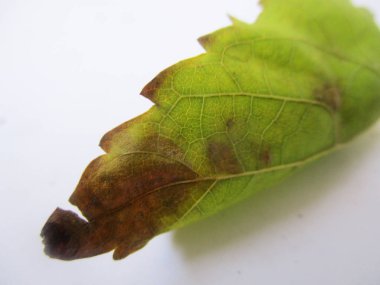 Yaprak, yeşillik ve yeşil doğa  