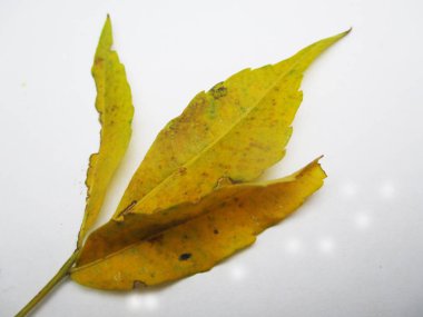  Yaprak, yeşillik ve yeşil doğa  