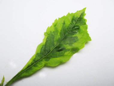  Yaprak, yeşillik ve yeşil doğa  