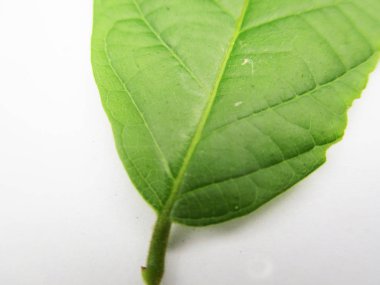  Yaprak, yeşillik ve yeşil doğa  