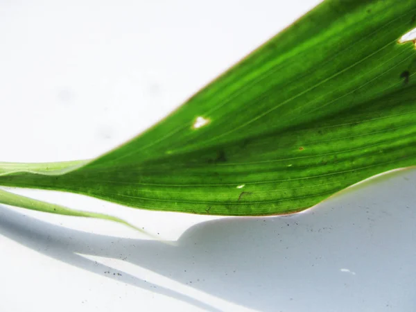 Hojas Follaje Naturaleza Verde — Foto de Stock