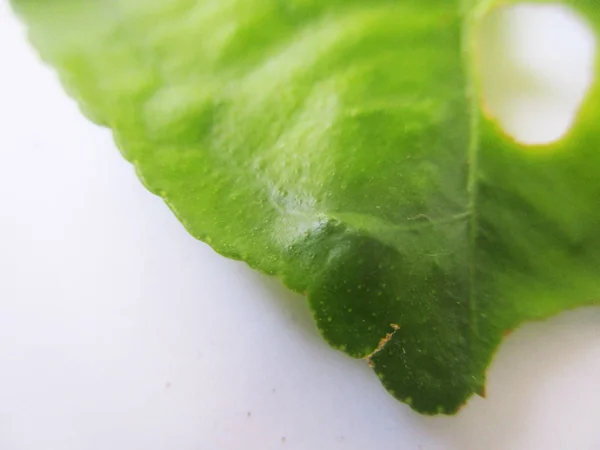 Hojas Follaje Naturaleza Verde —  Fotos de Stock