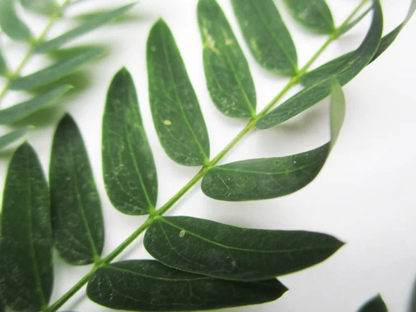 Hojas Follaje Naturaleza Verde — Foto de Stock