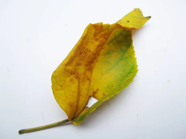 Blad Bladverk Och Grön Natur — Stockfoto