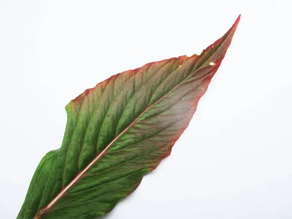 Leaves Foliage Green Nature — Stock Photo, Image