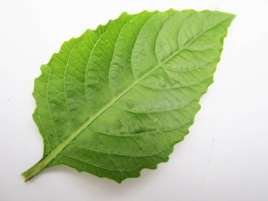  Yaprak, yeşillik ve yeşil doğa  