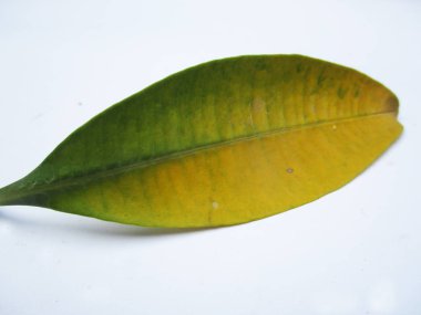  Yaprak, yeşillik ve yeşil doğa  