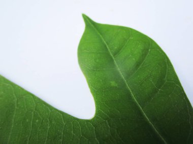  Yaprak, yeşillik ve yeşil doğa  