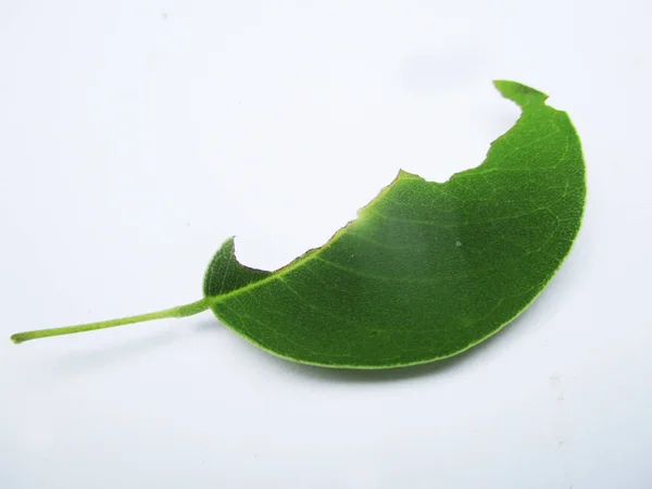 Blätter Laub Und Grüne Natur — Stockfoto