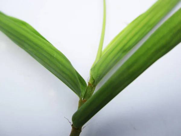 Folhas Folhagem Natureza Verde — Fotografia de Stock