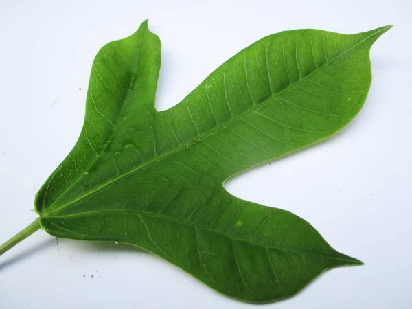 Blad Bladverk Och Grön Natur — Stockfoto