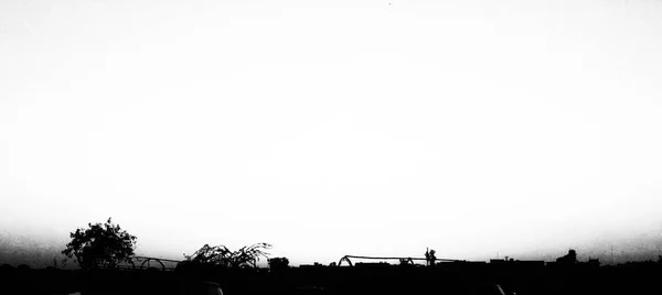 Чорно Біла Природа Листя Фотографії Рослин Квітів — стокове фото