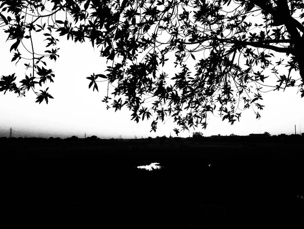 Черно Белая Природа Листья Растения Цветы — стоковое фото