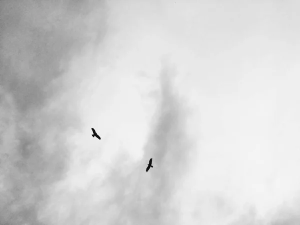 Photographie Nature Feuilles Plantes Fleurs Noir Blanc — Photo