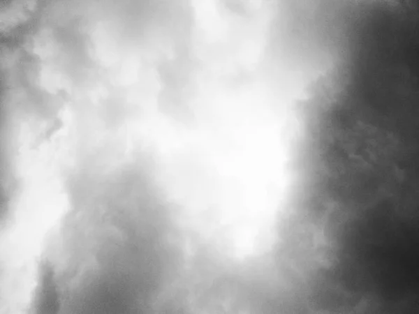 Чорно Біла Природа Листя Фотографії Рослин Квітів — стокове фото