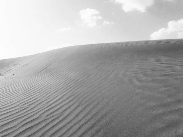 Černobílé Fotografie Přírody Listí Rostlin Květin — Stock fotografie