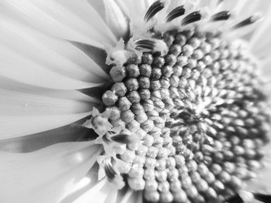 Siyah arka plan doğa, yaprak, bitki ve çiçek Fotoğrafçılık