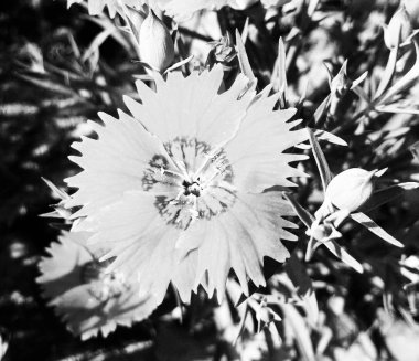 Siyah arka plan doğa, yaprak, bitki ve çiçek Fotoğrafçılık