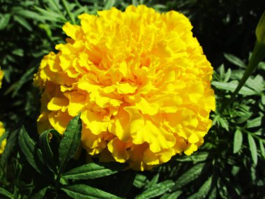 Siyah arka plan doğa, yaprak, bitki ve çiçek Fotoğrafçılık