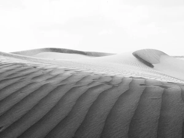 Černé Pozadí Příroda Listí Rostlin Květin Fotografie — Stock fotografie