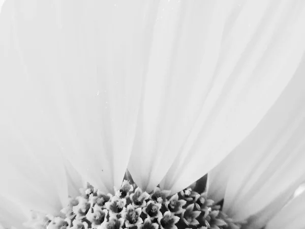 Черный Фон Природа Листья Растения Цветы Фотографии — стоковое фото