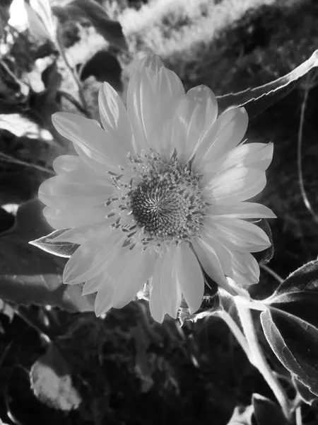 黒の背景の自然 植物と花の写真 — ストック写真