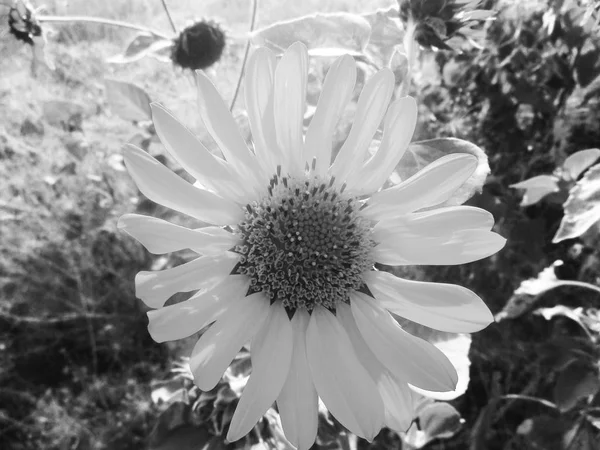 Fond Noir Photographie Nature Feuilles Plantes Fleurs — Photo