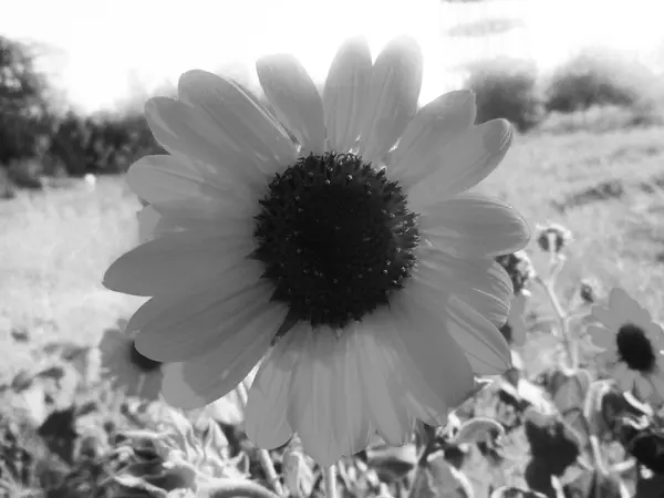 Μαύρο Φόντο Φωτογραφία Φύση Φύλλα Φυτών Και Λουλουδιών — Φωτογραφία Αρχείου
