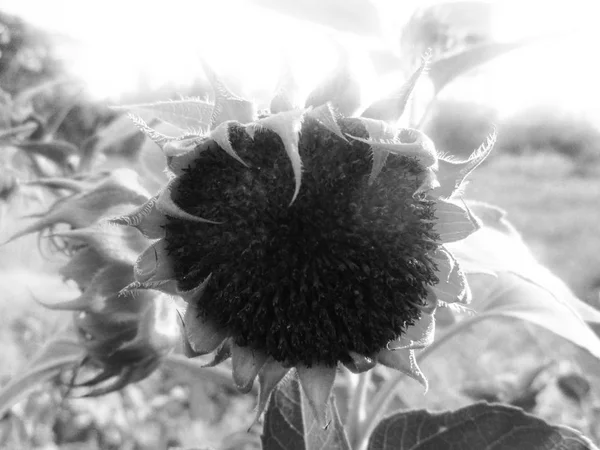 Fondo Negro Naturaleza Hojas Plantas Flores Fotografía —  Fotos de Stock