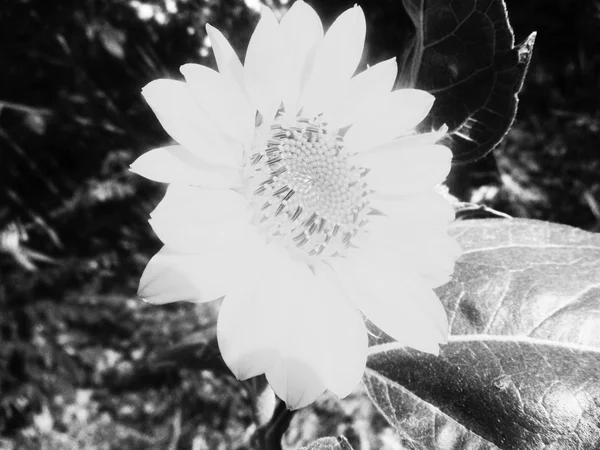 Fondo Negro Naturaleza Hojas Plantas Flores Fotografía — Foto de Stock