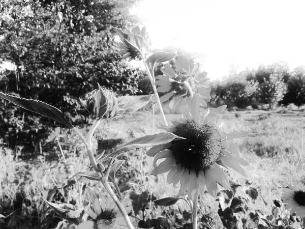 Schwarzer Hintergrund Natur Blätter Pflanzen Und Blumen Fotografie — Stockfoto