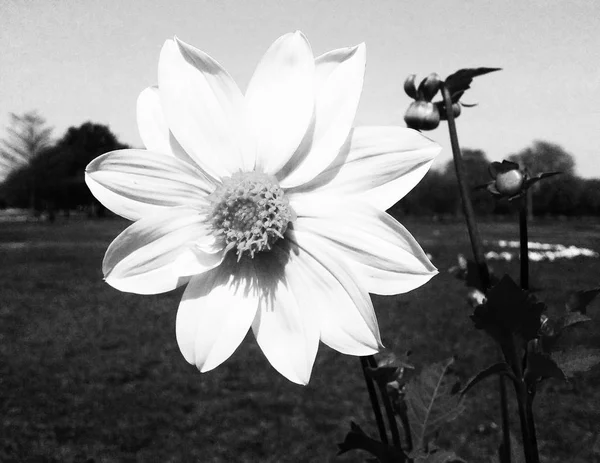 Schwarzer Hintergrund Natur Blätter Pflanzen Und Blumen Fotografie — Stockfoto