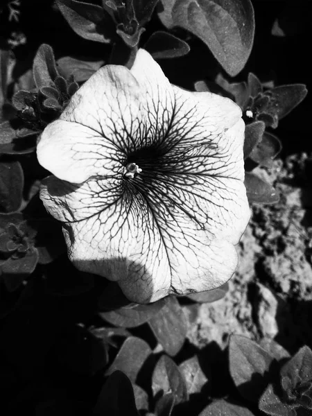 Fekete Háttér Természet Levelek Növények Virágok Fotózás — Stock Fotó